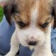 Beagle Puppies For Sale