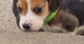 4 Beagle Puppies for sale