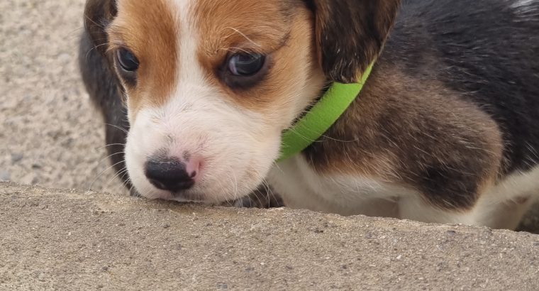 4 Beagle Puppies for sale