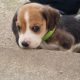 4 Beagle Puppies for sale
