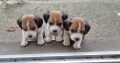 Beagle Puppies For Sale