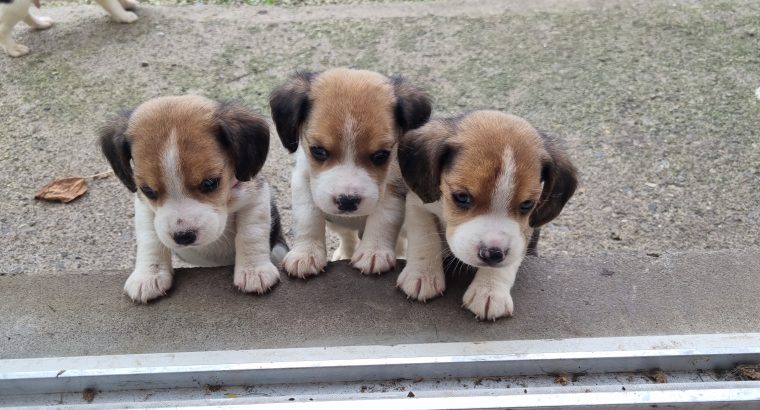 Beagle Puppies For Sale