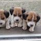 Beagle Puppies For Sale