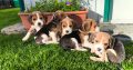 Beagle Puppies For Sale