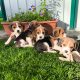 Beagle Puppies For Sale