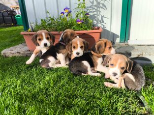 4 Beagle Puppies for sale