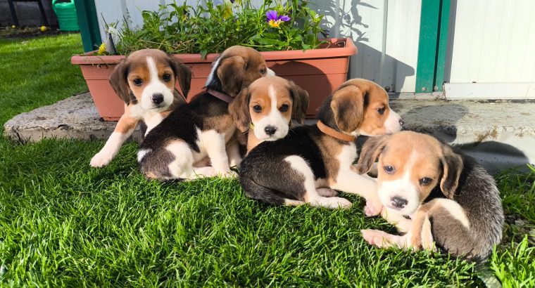4 Beagle Puppies for sale