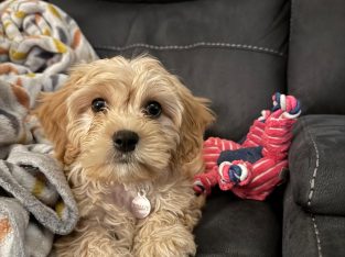 Female Cavachon puppy