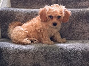 Female Cavachon puppy
