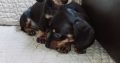 Miniature Dachshund Puppies