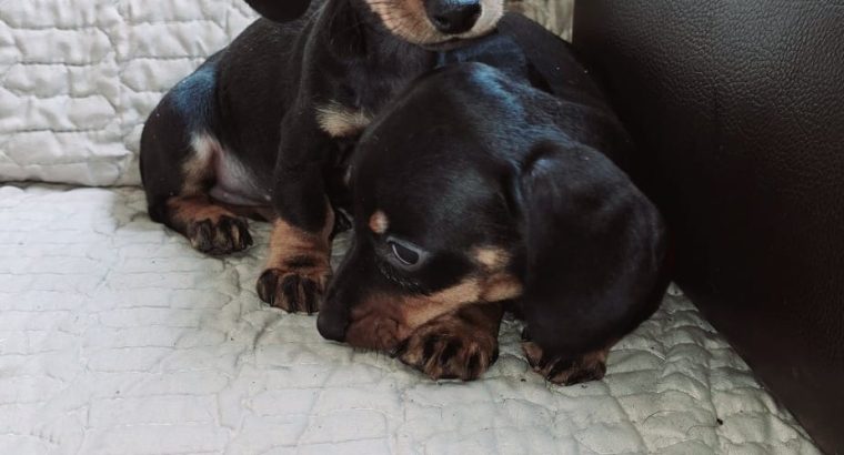 Miniature Dachshund Puppies