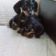 Miniature Dachshund Puppies
