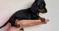 Miniature Dachshund Puppies