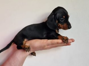 Miniature Dachshund Puppies