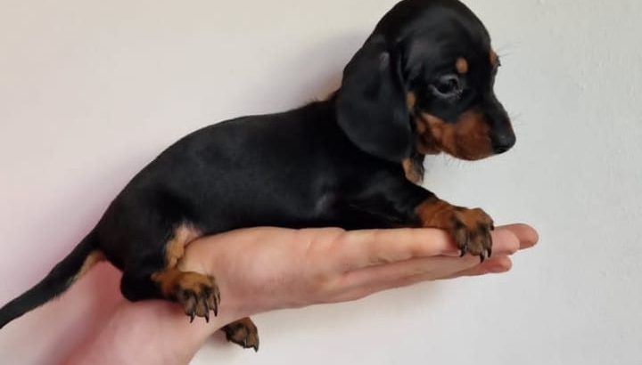 Miniature Dachshund Puppies