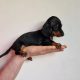 Miniature Dachshund Puppies