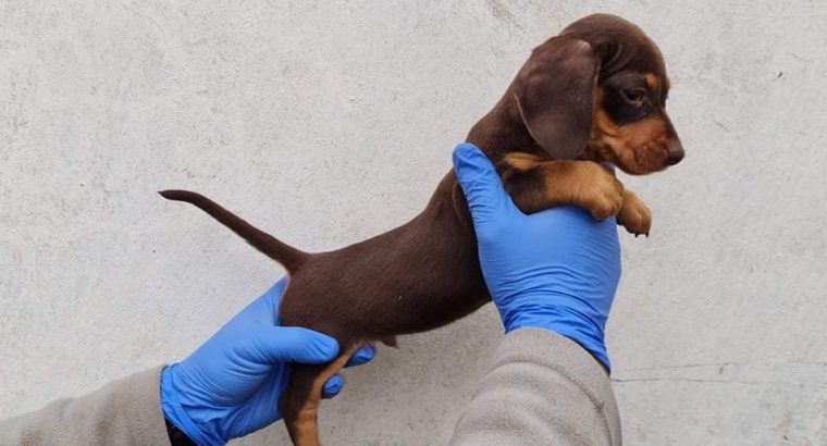 Miniature Dachshund Puppies