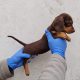 Miniature Dachshund Puppies