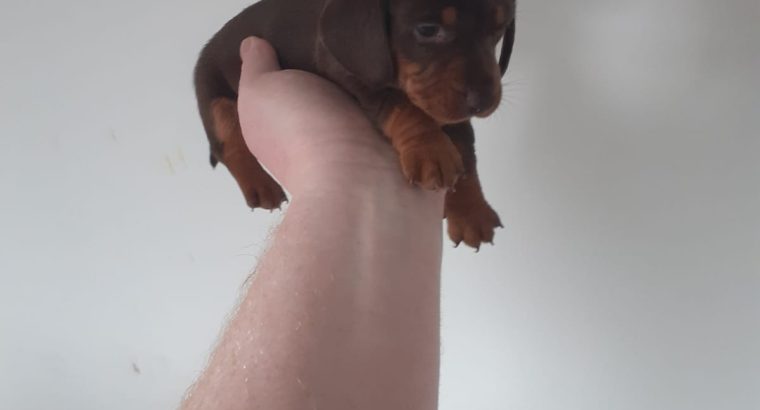 Miniature Dachshund Puppies