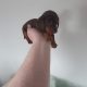 Miniature Dachshund Puppies
