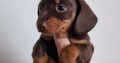 Miniature Dachshund Puppies