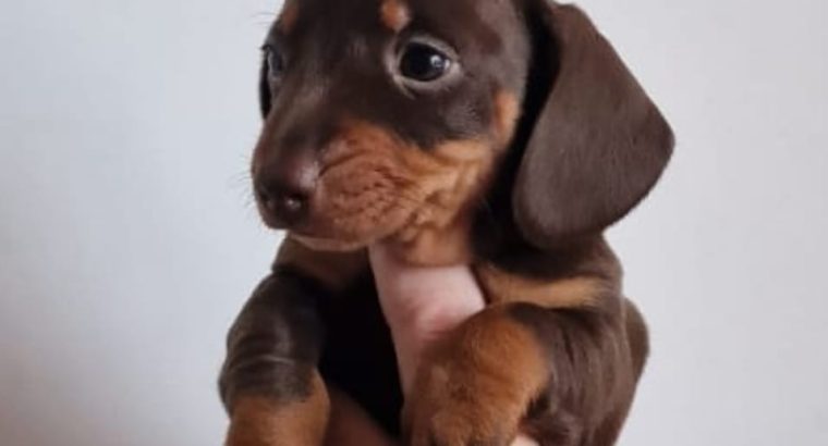 Miniature Dachshund Puppies
