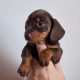 Miniature Dachshund Puppies