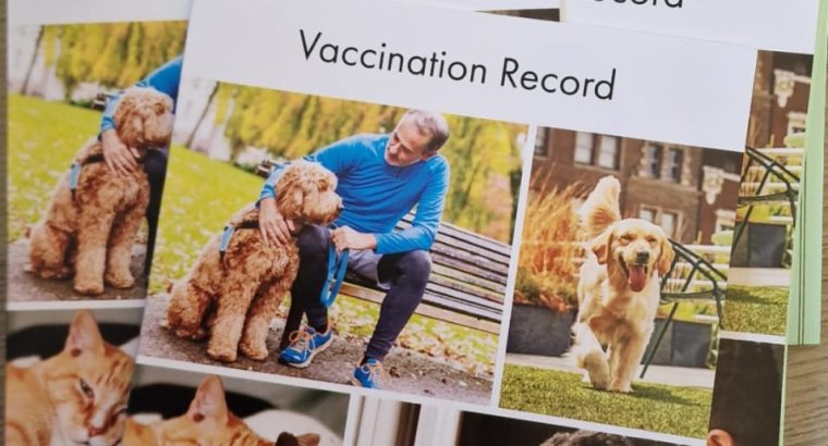 Miniature Dachshund Puppies