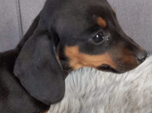 Miniature Dachshund Puppies