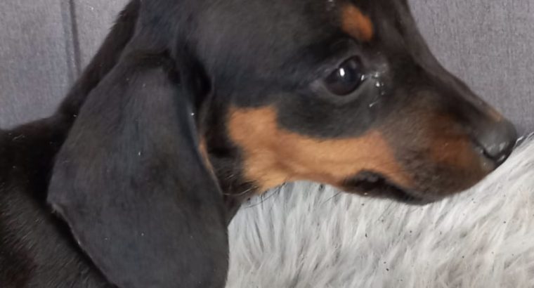 Miniature Dachshund Puppies