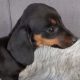 Miniature Dachshund Puppies