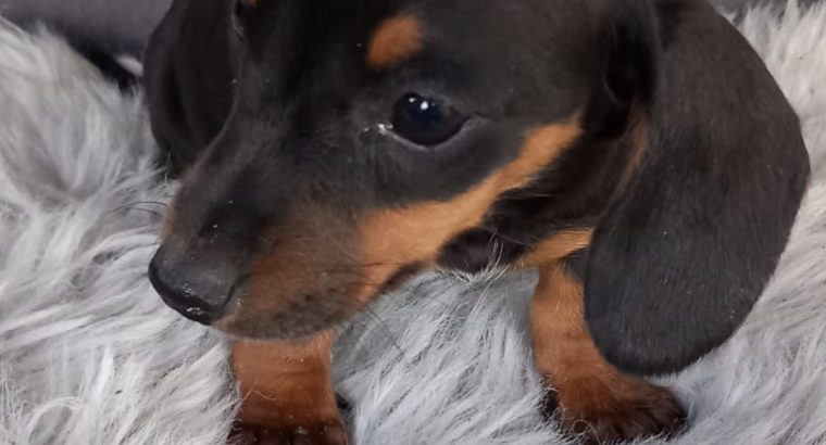 Miniature Dachshund Puppies