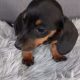 Miniature Dachshund Puppies