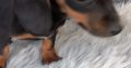 Miniature Dachshund Puppies