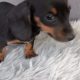 Miniature Dachshund Puppies