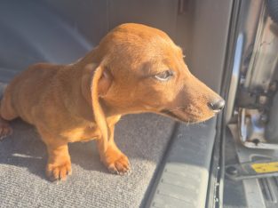 2 Miniature Dachshund Puppies