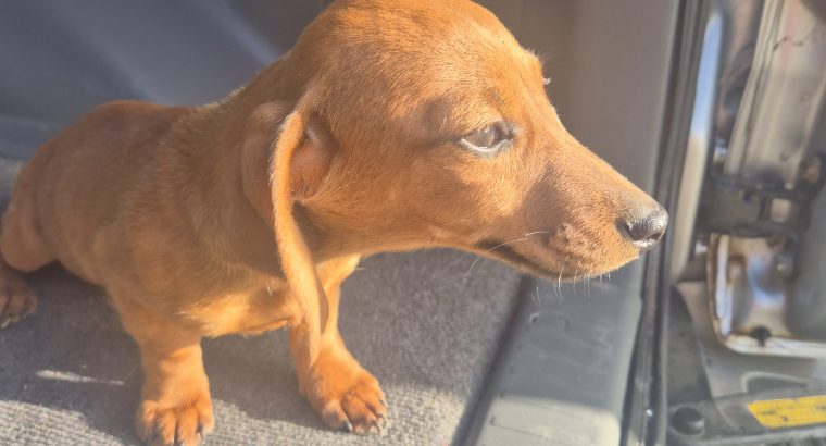 2 Miniature Dachshund Puppies