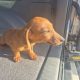 2 Miniature Dachshund Puppies