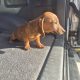 2 Miniature Dachshund Puppies