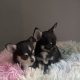 T cup chihuahua pups
