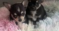 T cup chihuahua pups