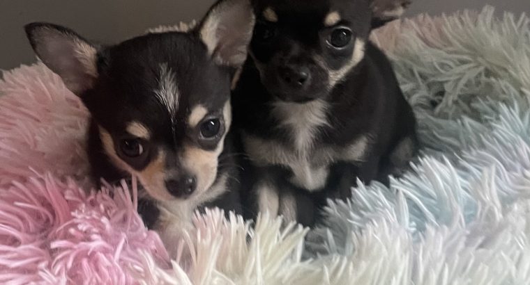 T cup chihuahua pups