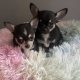T cup chihuahua pups