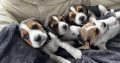 Beautiful Beagle puppies pups tricolour