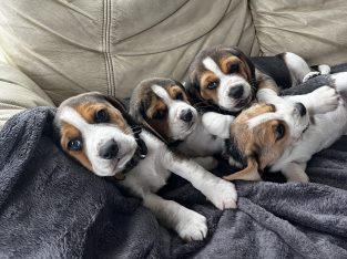 Beautiful Beagle puppies pups tricolour