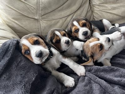 Beautiful Beagle puppies pups tricolour
