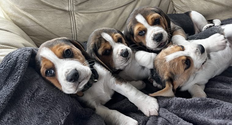 Beautiful Beagle puppies pups tricolour