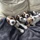 Beautiful Beagle puppies pups tricolour