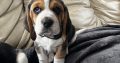 Beautiful Beagle puppies pups tricolour