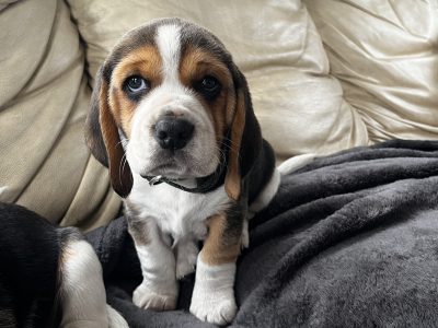 Beautiful Beagle puppies pups tricolour